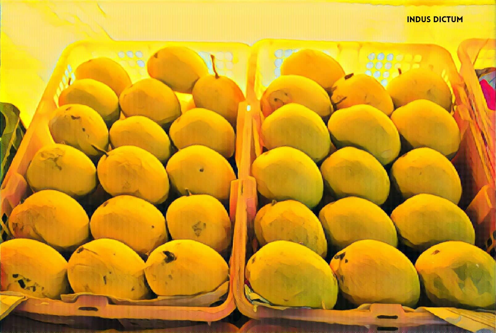 alphonso mangoes